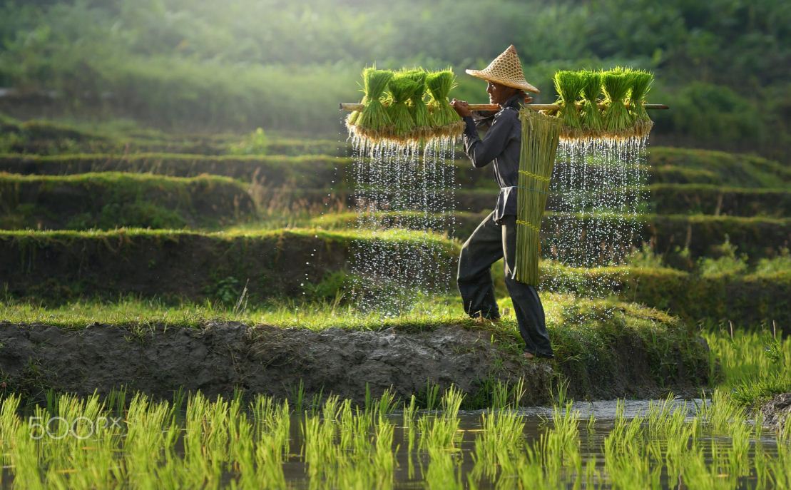 Wamentan: Pangan Nasional Masih Aman, Pemerintah Klaim Stok Terkendali di Tengah Ketegangan Global