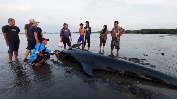 Puluhan Paus Pilot Terdampar di Rote Ndao, Enam Tewas — Warga Berjuang Dorong Sisanya Kembali ke Laut